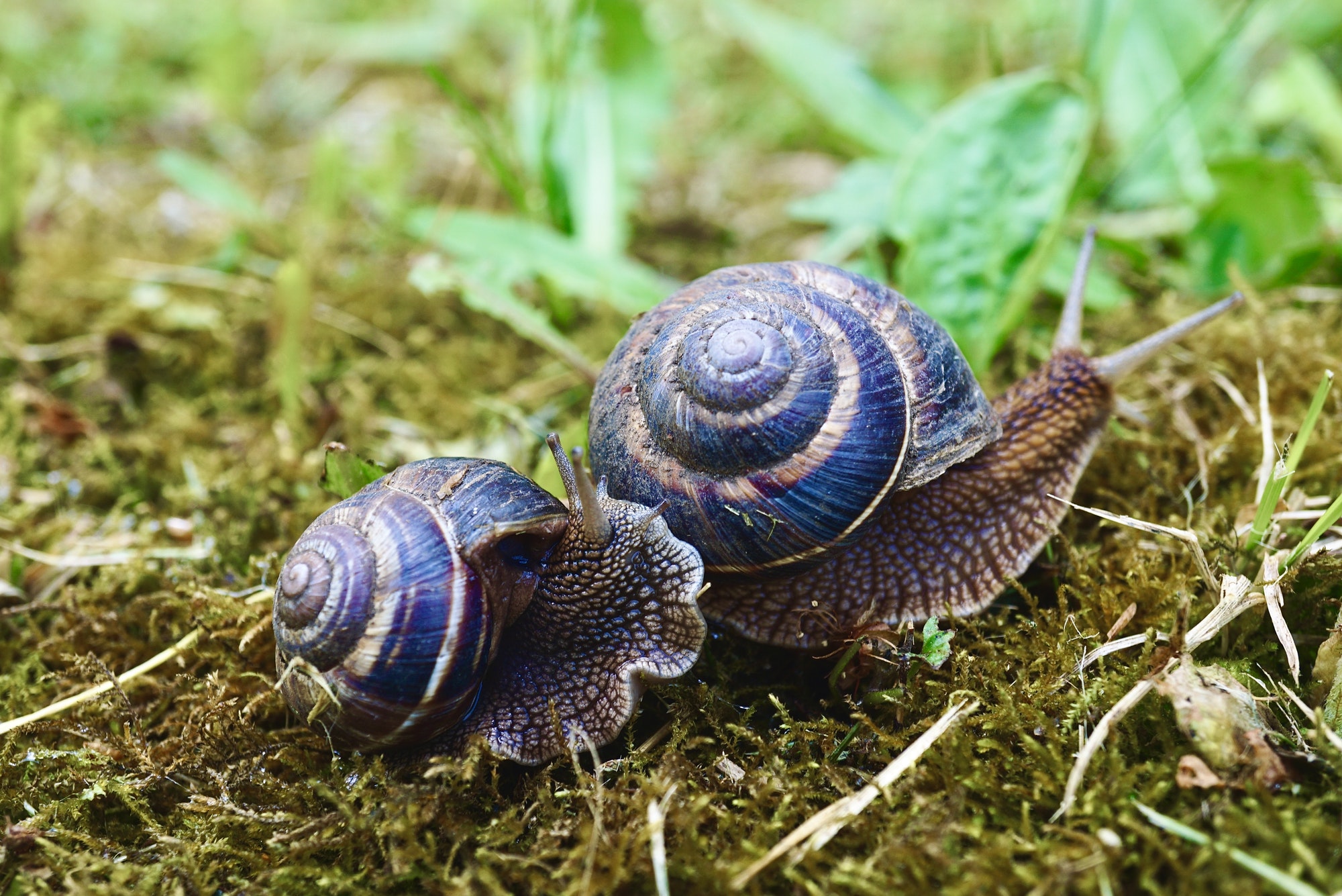 Garden snails