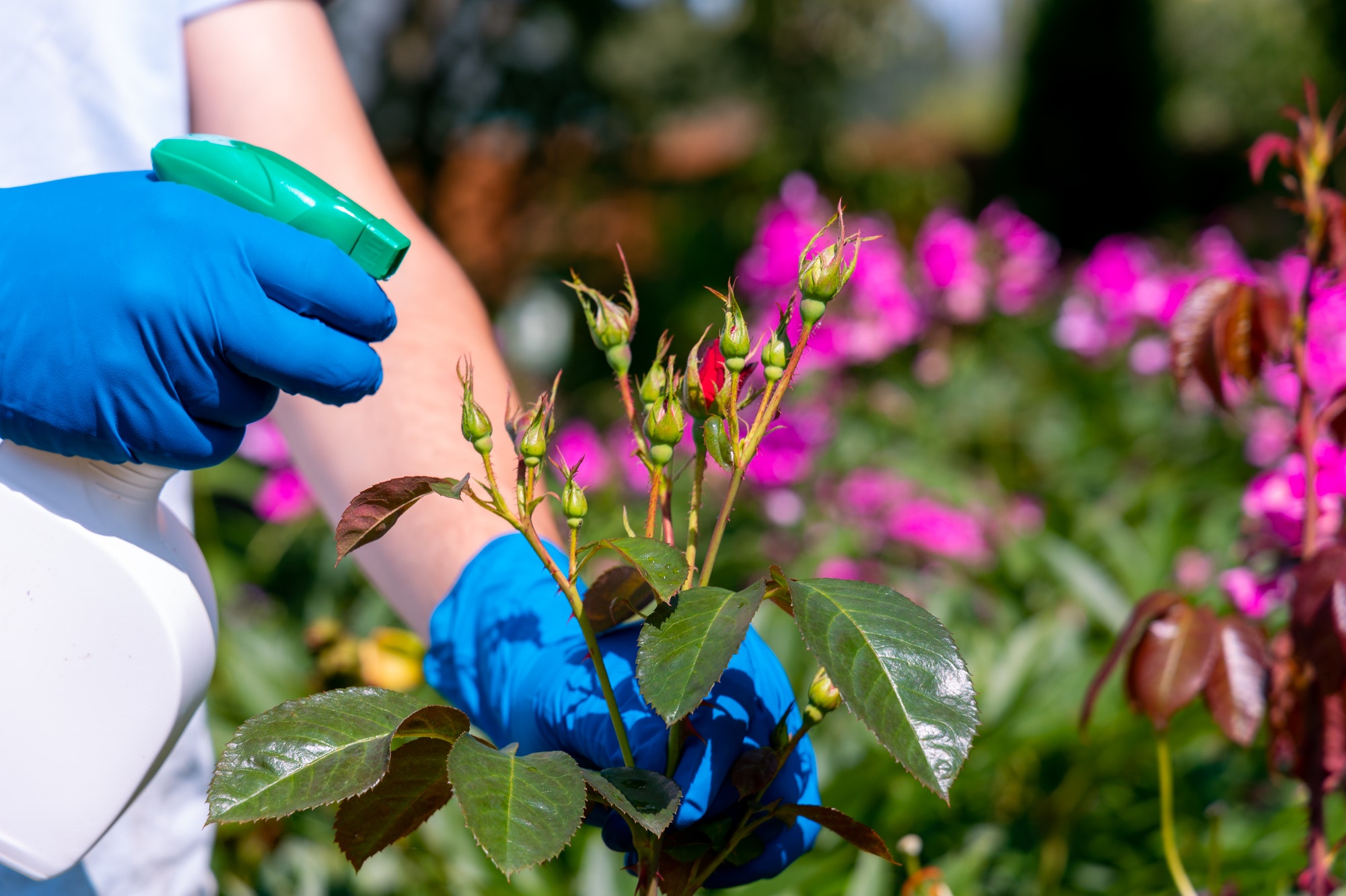 gardener treats roses in the garden with a garden sprayer from insect pests