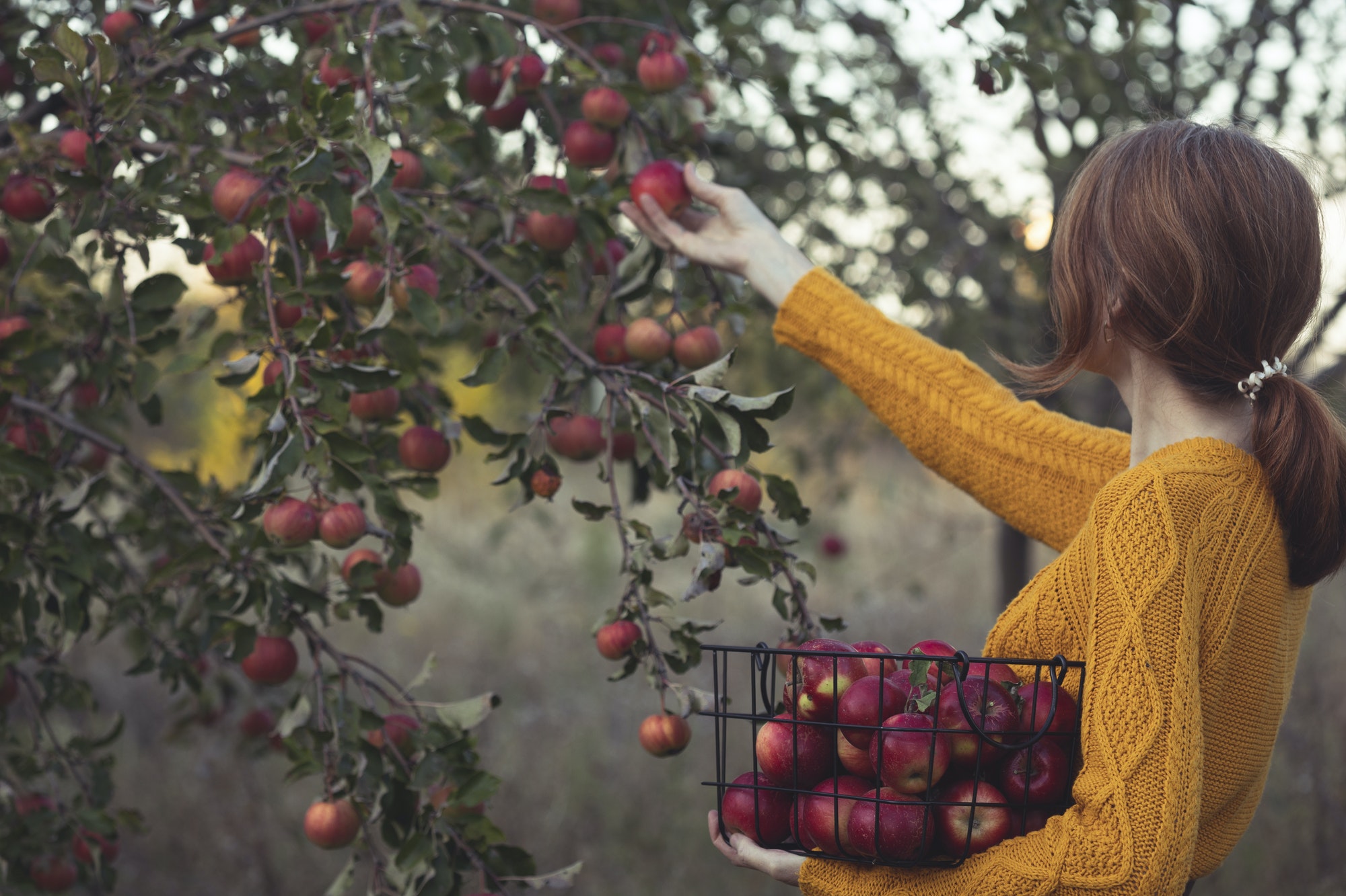 girl holds basket with juicy apples in the garden