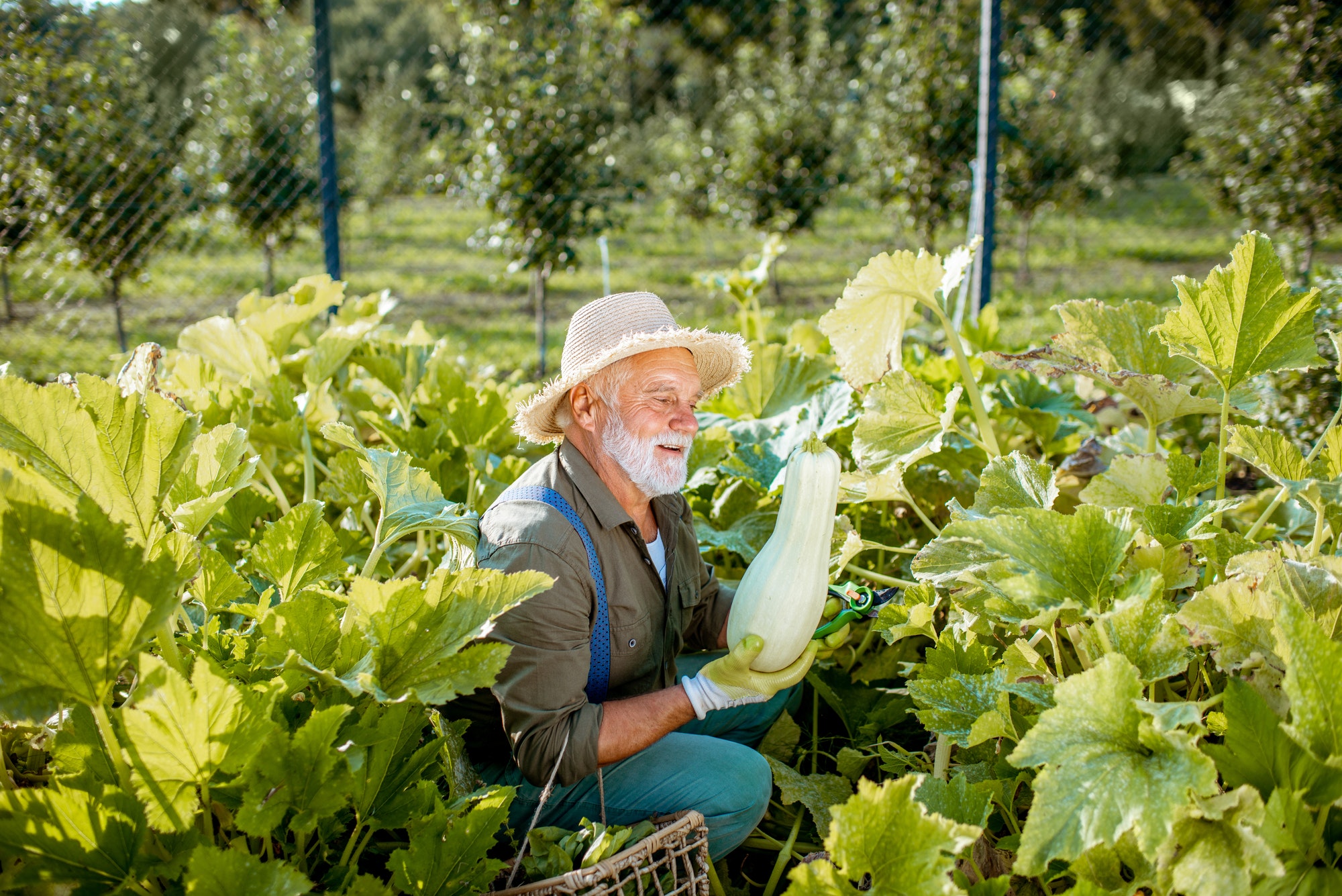 Senior man working on an organic vegetable garden