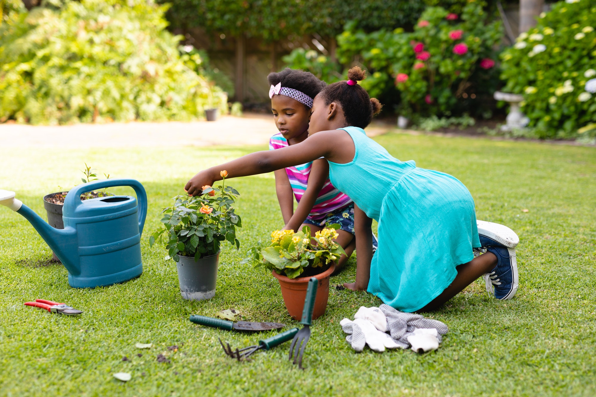 Two african american sisters planting together at backyard garden